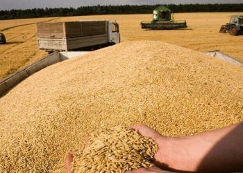 সাত লাখ টনেরও বেশি খাদ্যশস্য রফতানি করেছে ইউক্রেন