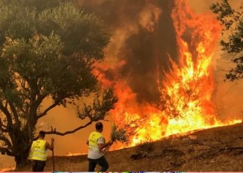 উত্তর আলজেরিয়ার বনাঞ্চলে ভয়াবহ দাবানল, নিহত ২৬