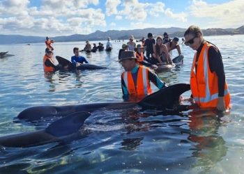 নিউজিল্যান্ডে ২৫০টি পাইলট তিমির মৃত্যু