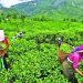 গত মাসে দেশে রেকর্ড চা উৎপাদন