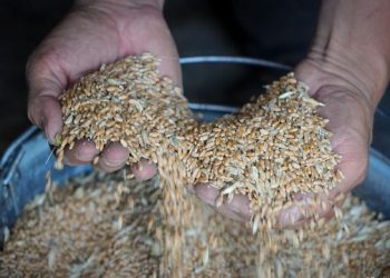 ফের ইউক্রেনের শস্য রপ্তানি শুরু