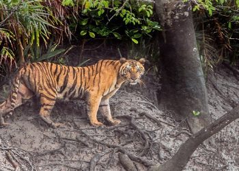 সুন্দরবনে বাঘ গণনা, বসবে ১৩৩০ ক্যামেরা
