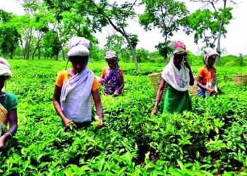 চা শ্রমিকরা বকেয়া মজুরি ১১ হাজার টাকা করে পাবেন