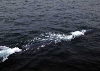 আবার ডুবো ‘ড্রোনের’ পরীক্ষা চালিয়েছে উত্তর কোরিয়া