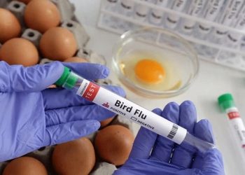বার্ড ফ্লুর বিরল ভ্যারিয়েন্টে চীনে প্রথম এক জনের মৃত্যু