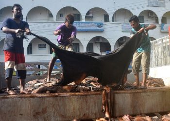 ‘কোরবানির পশুর চামড়া নিয়ে চক্রান্তের বিষয়ে সতর্ক থাকতে হবে’