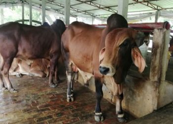 ওজন মেপে বিক্রি হচ্ছে কোরবানির পশু, কেজি ৪৫০ টাকা